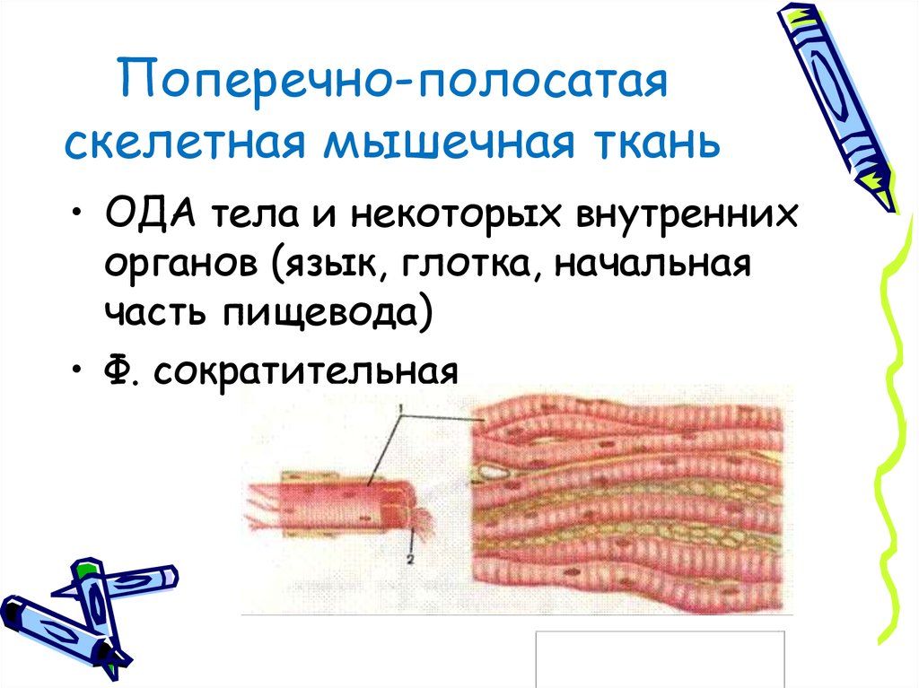 Ядро поперечно полосатой скелетной мышечной ткани
