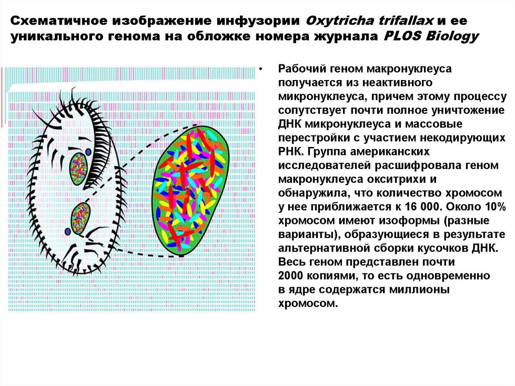 Стадии конъюгации инфузории