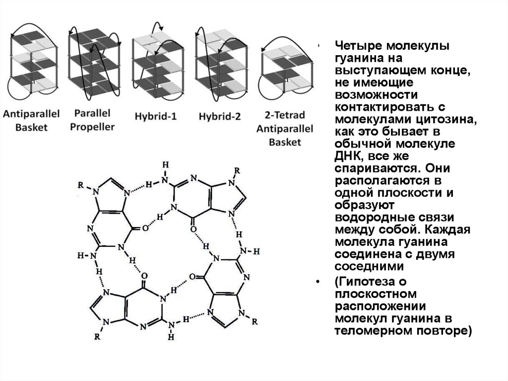 Кристаллы гуанина. Теломеры дрозофилы. Гуанин биологическая роль. Схема молекула гуанин. Гуанин и цитозин водородные связи