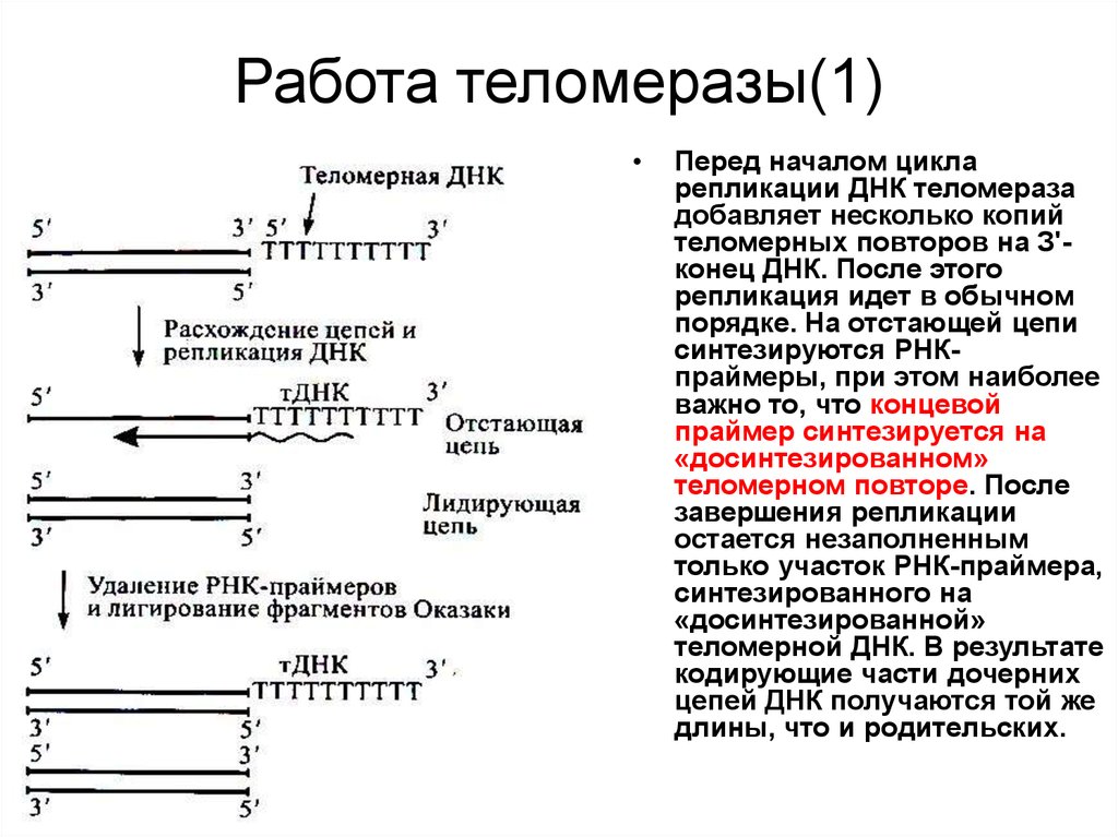 Длина фрагмента днк. Терминация репликации у эукариот. Терминация репликации ДНК. Терминация репликации ДНК схема. Репликация этап терминации.