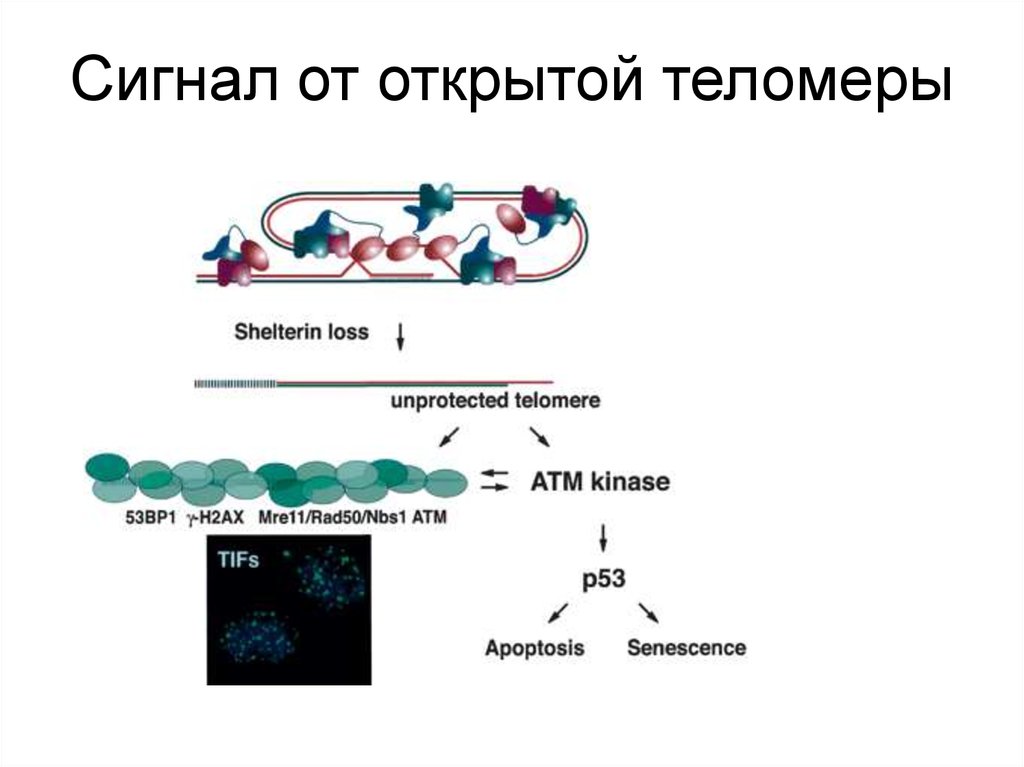 Репликация у эукариот происходит