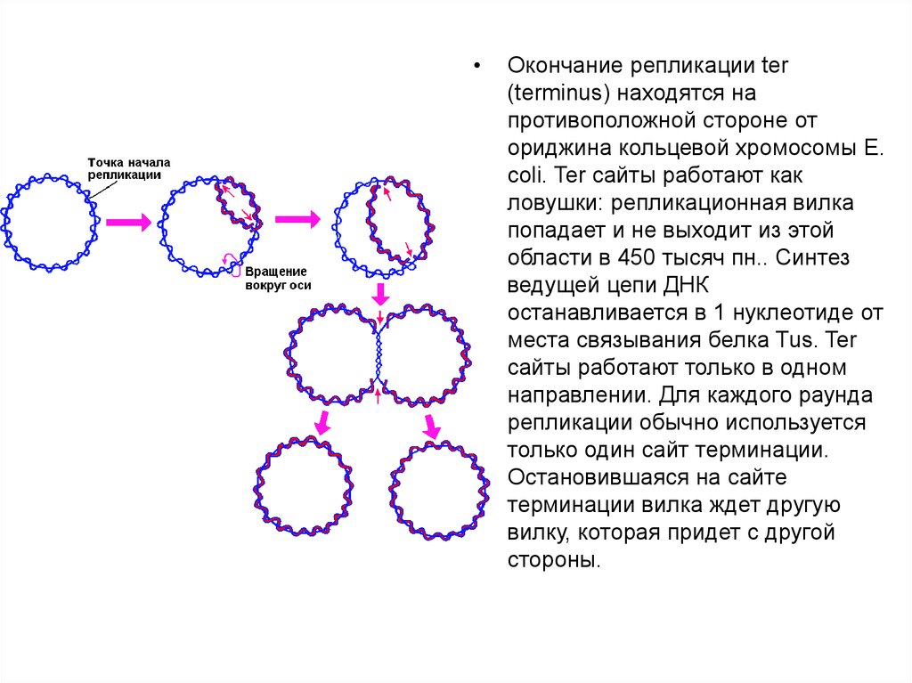 Кольцевая 4 хромосома. Репликация хромосомы e. coli. Схема инициации репликации хромосомы е. coli. Репликация e coli. Сколько ориджинов репликации в кольцевой хромосоме e. coli.
