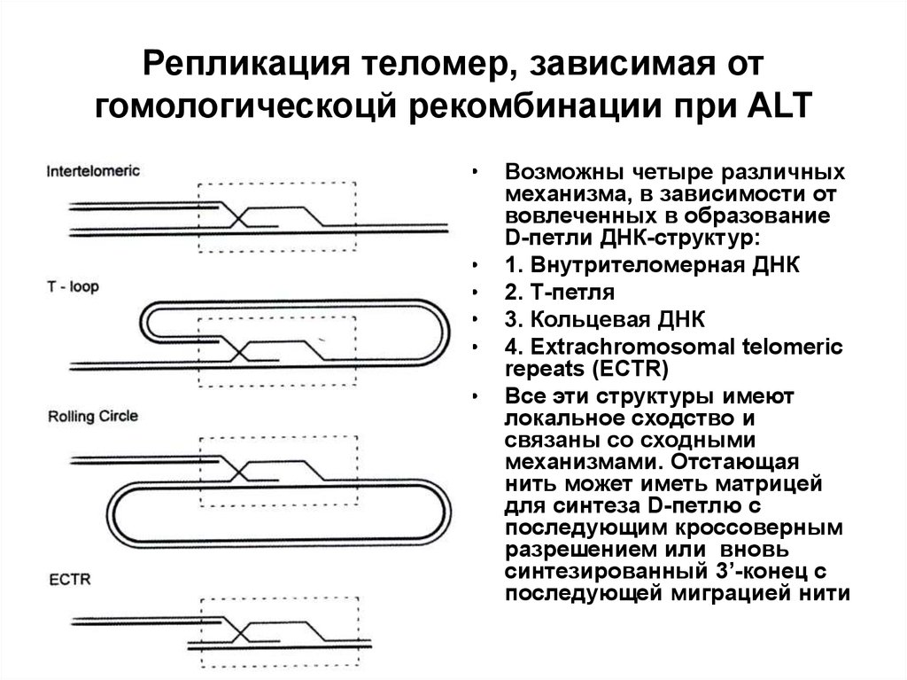 Петля днк. Теломеры. Теломераза репликация. Механизм репликации теломеры. Теломеры. Теломеразный комплекс. Репликация теломер.. Репликация теломерных участков ДНК эукариот.