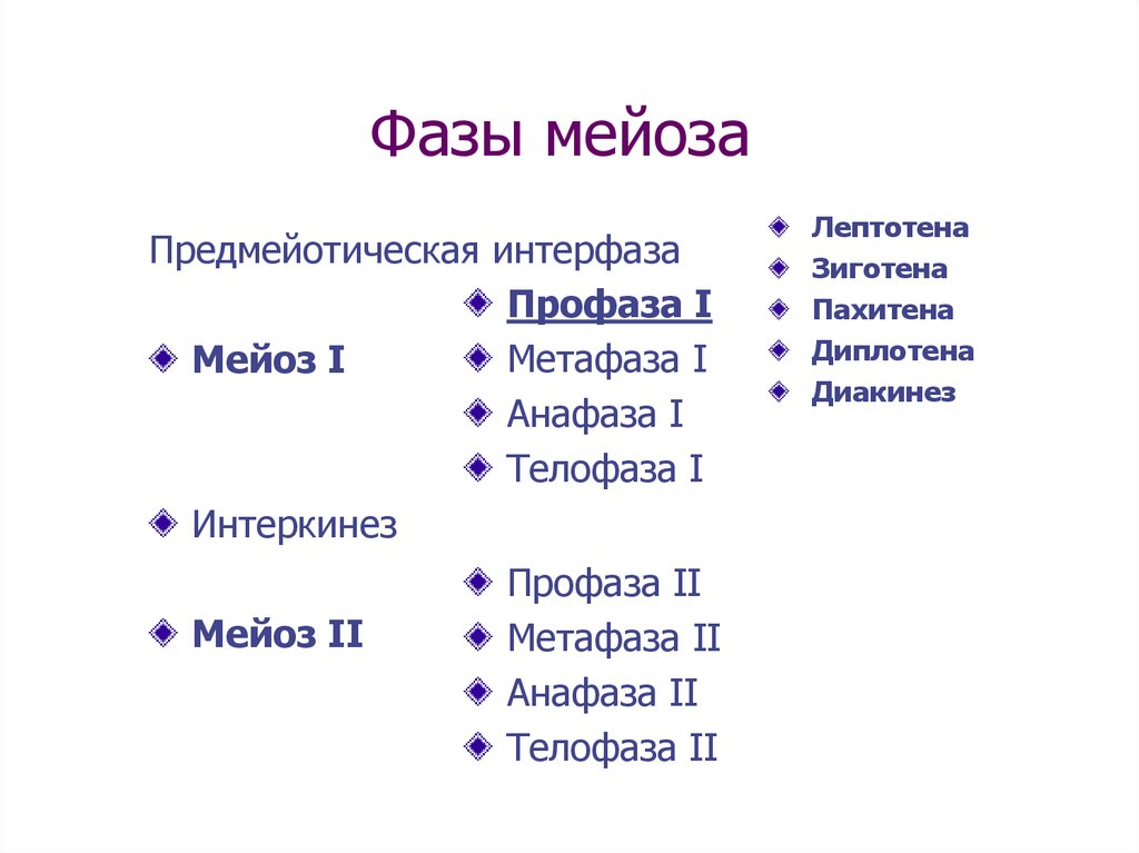 Интерфаза 2 мейоза