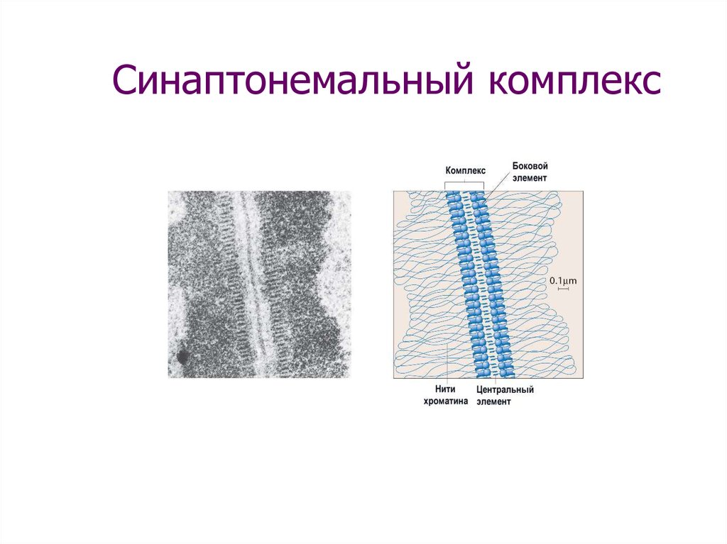 Нити центр. Синаптонемальный комплекс в мейозе. Синаптонемный комплекс строение. Синаптонемальный комплекс кроссинговер. Синаптонемальный белковый комплекс.