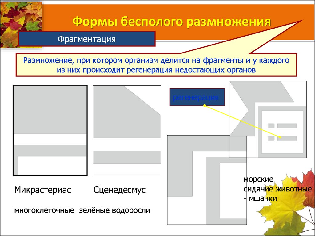 Чтобы размножить фрагмент изображения нужно