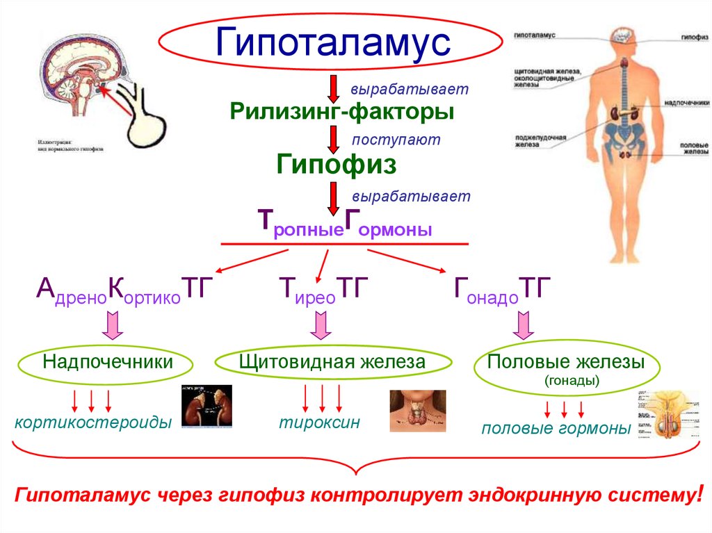 Изменение гормонов в организме. .Система желез внутренней секреции. Функции. Гипоталамус гипофиз щитовидная железа схема. Железы эндокринной системы схема. Схема действия гипоталамо-гипофизарной системы гормоны.