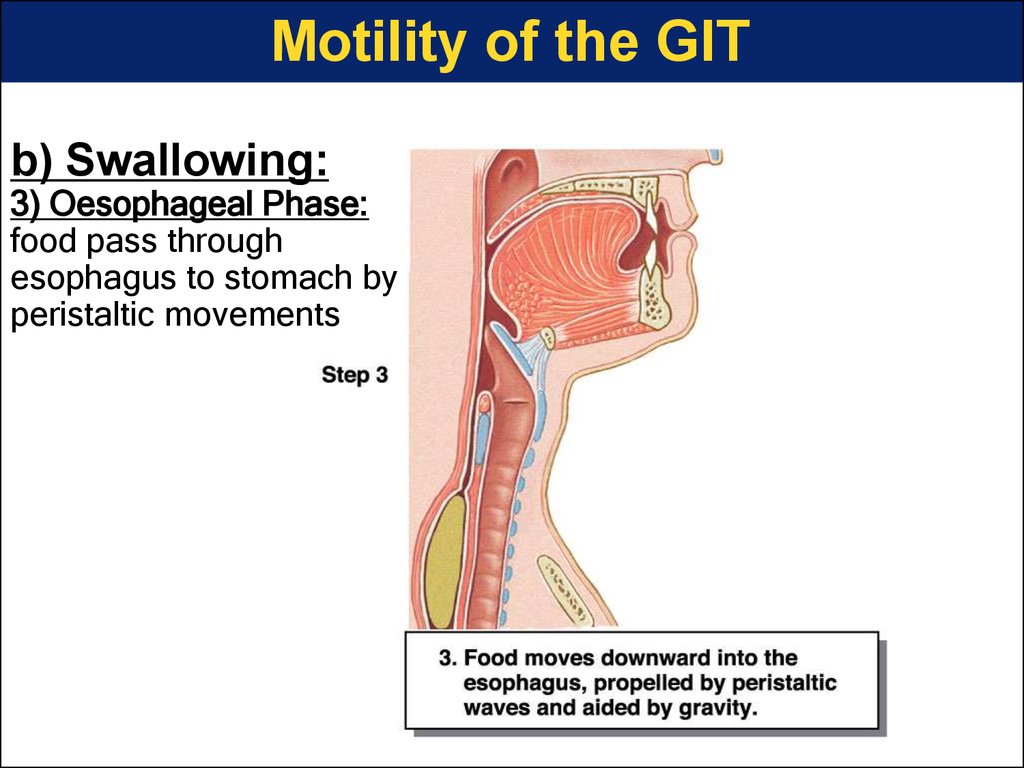 Motility of the GIT
