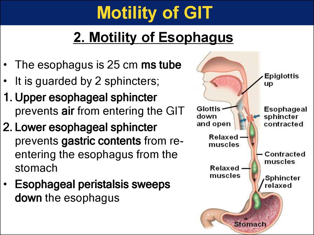 The Esophagus Human Anatomy Picture Function