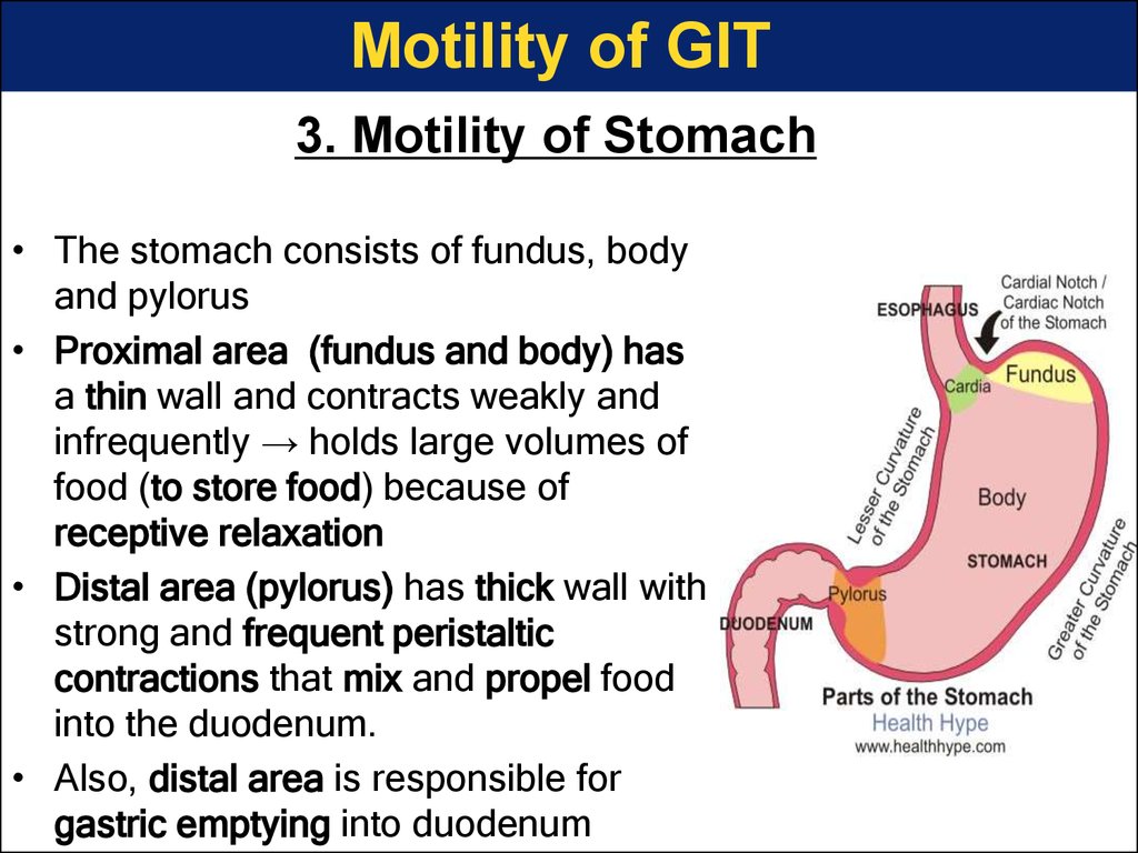 3. Motility of Stomach