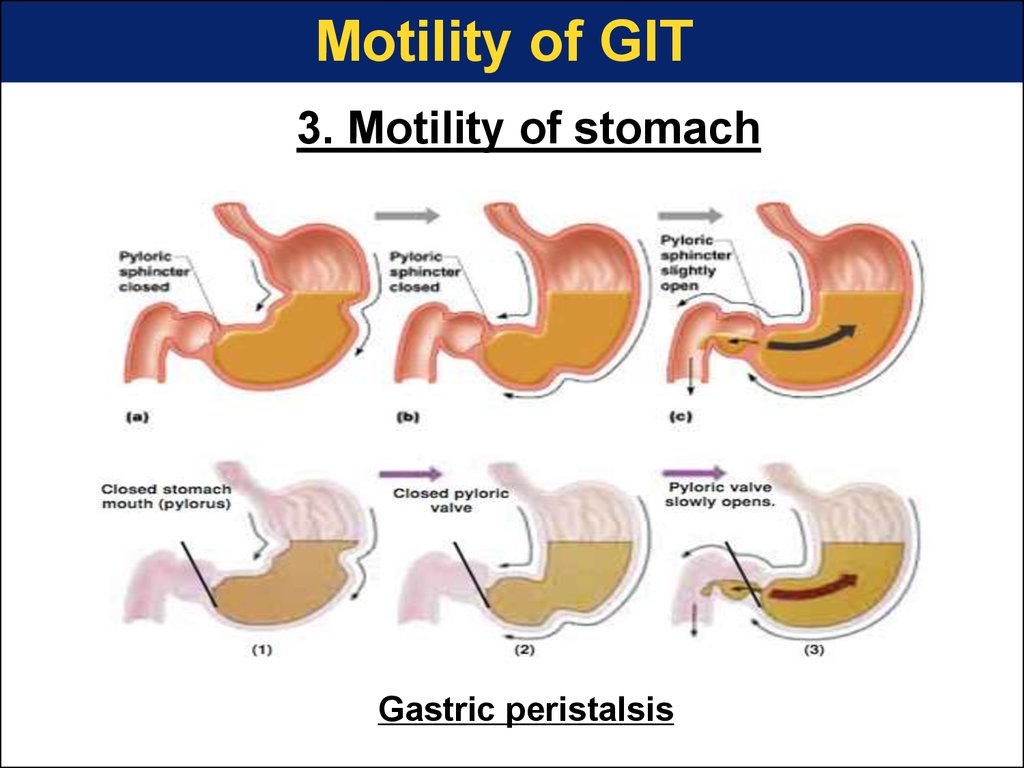 Physiology Of Digestion And Absorption Online Presentation