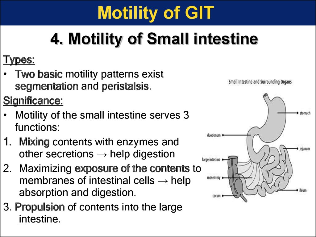 4. Motility of Small intestine