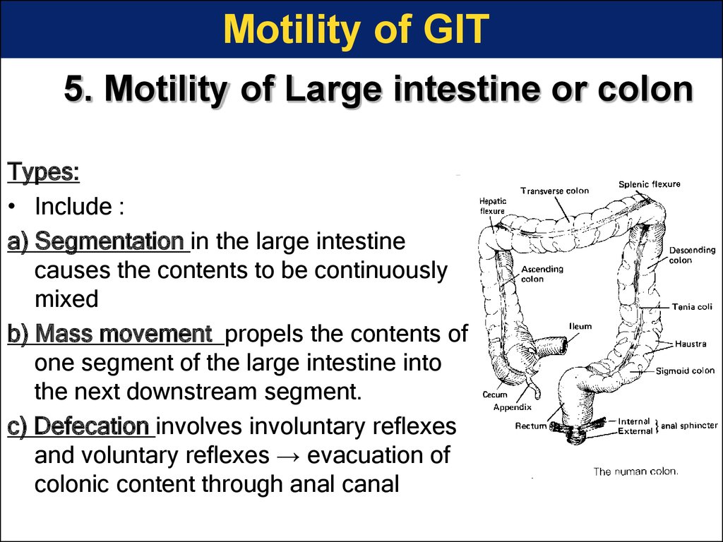 5. Motility of Large intestine or colon