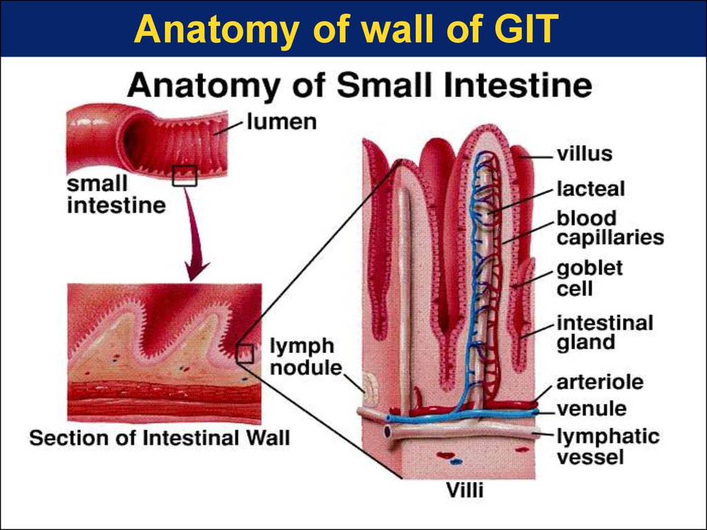 Physiology of digestion and absorption - презентация онлайн