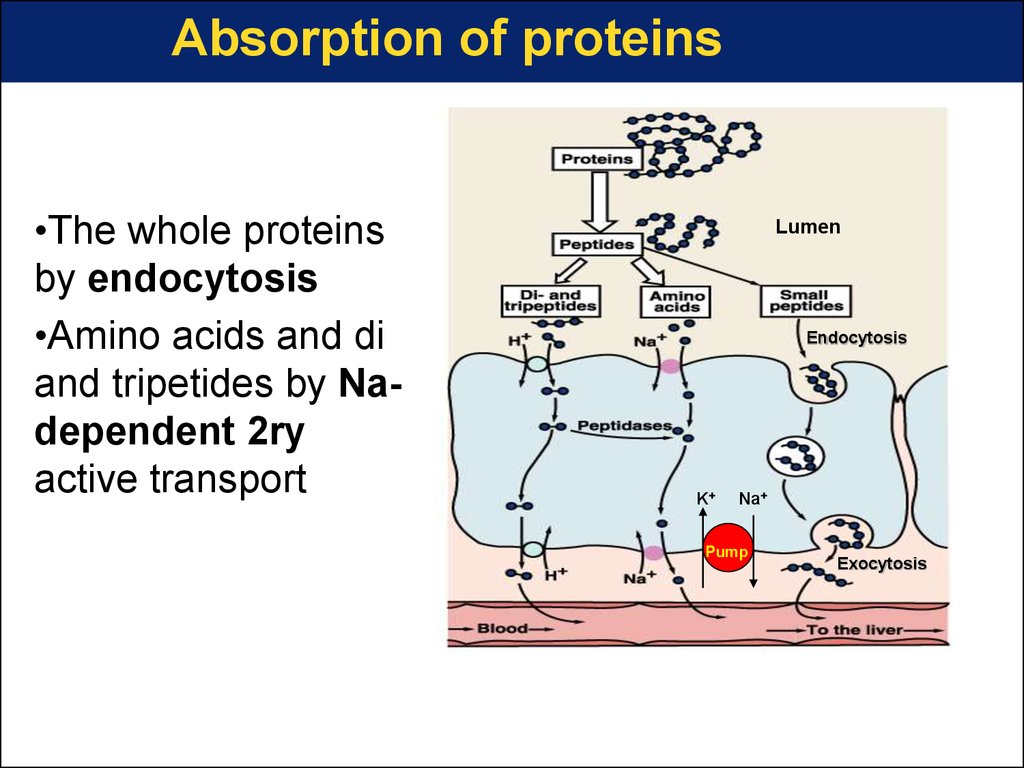 Physiology of digestion and absorption презентация онлайн