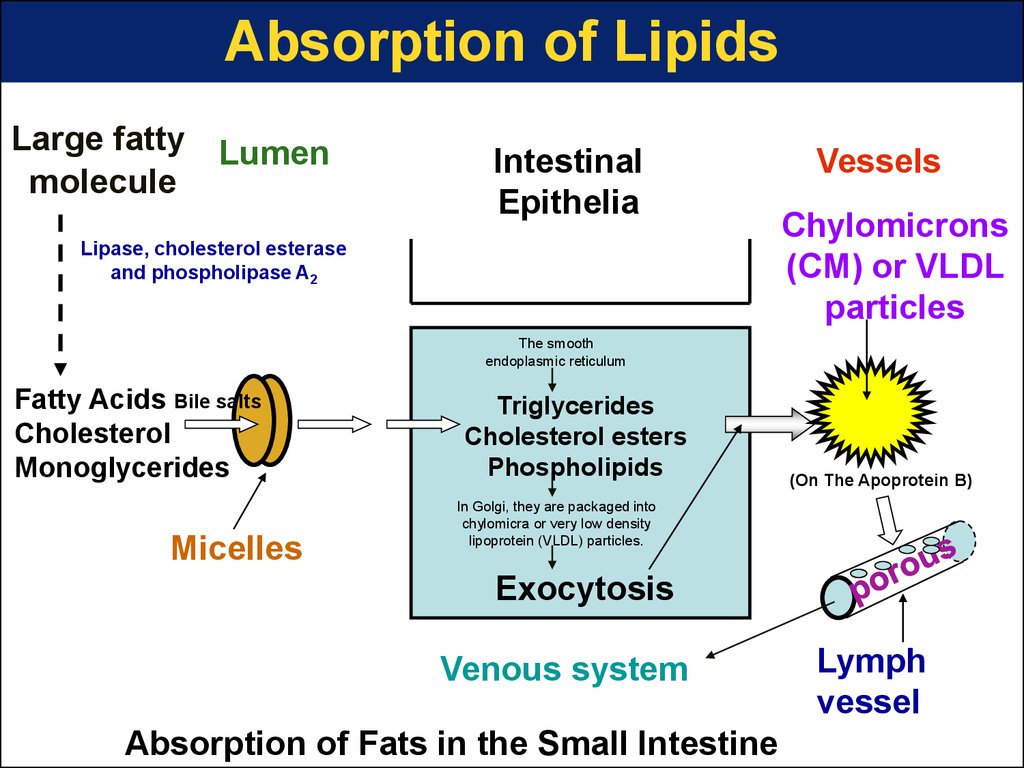 Absorption of Lipids
