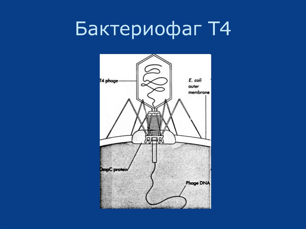 Бактериофаг Т4