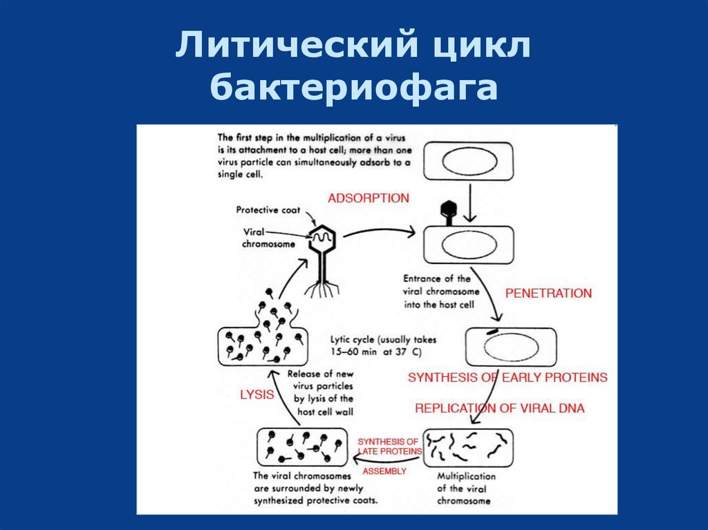 Литический цикл бактериофага