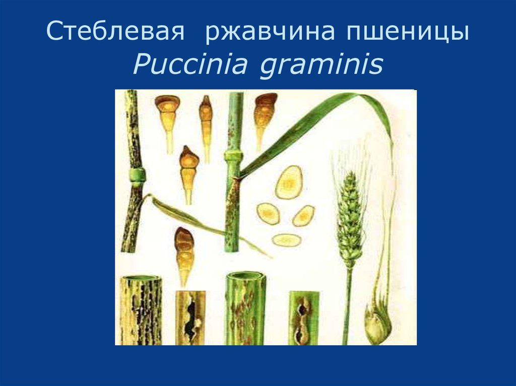 Стеблевая  ржавчина пшеницы Puccinia graminis