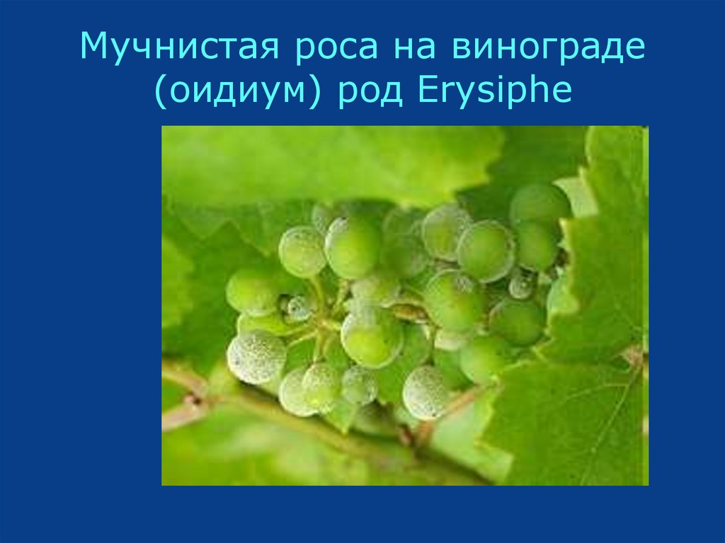 Мучнистая роса на винограде (оидиум) род Erysiphe