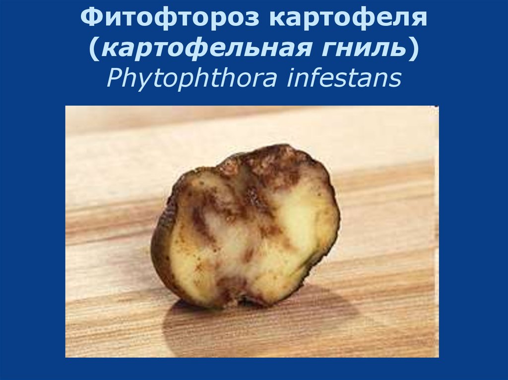 Фитофтороз картофеля (картофельная гниль) Phytophthora infestans