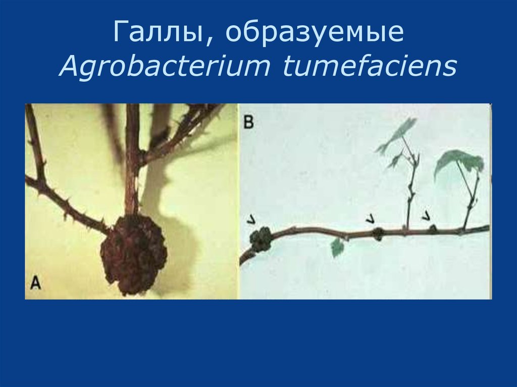 Галлы, образуемые Agrobacterium tumefaciens