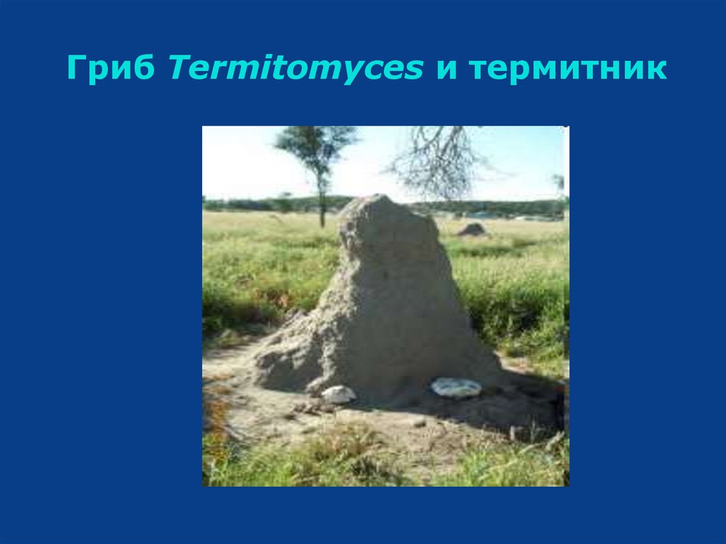 Гриб Termitomyces и термитник
