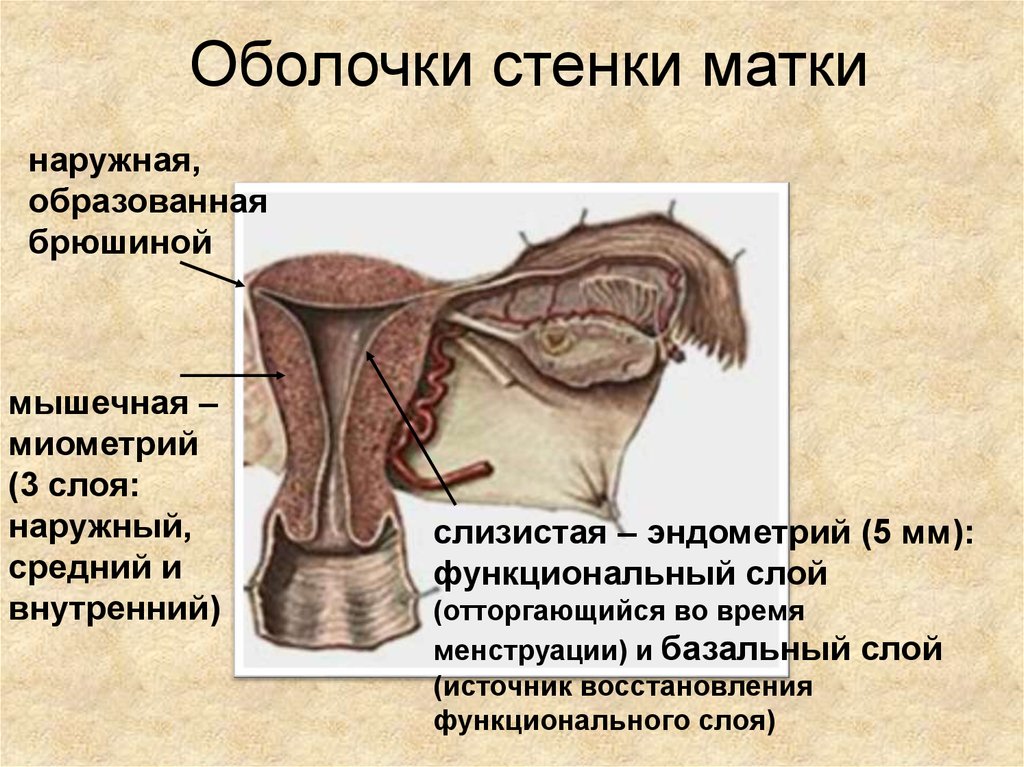 Слизистая стенок матки