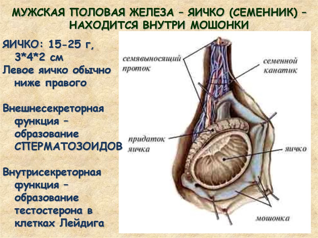 Мужские яички органы
