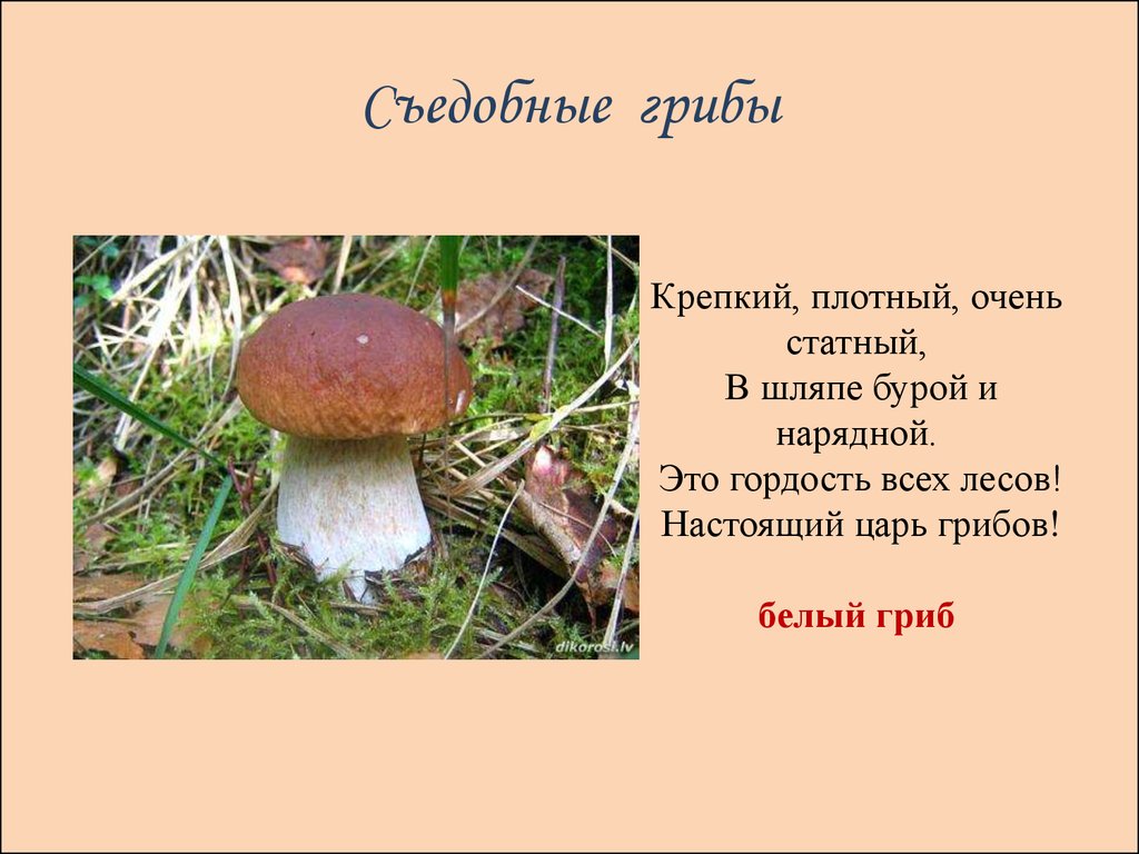 Съедобные грибы сообщение. Загадки про съедобные грибы. Сообщение о грибах. Сообщение о съедобных грибах. Белый гриб описание для детей.