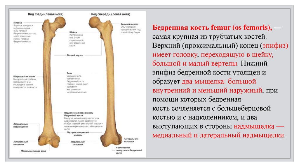 Сколько костей в бедре. Бедренная кость анатомия описание. Проксимальный отдел бедренной кости анатомия. Структуры проксимального эпифиза бедренной кости:. Строение бедренной кости анатомия на латыни.