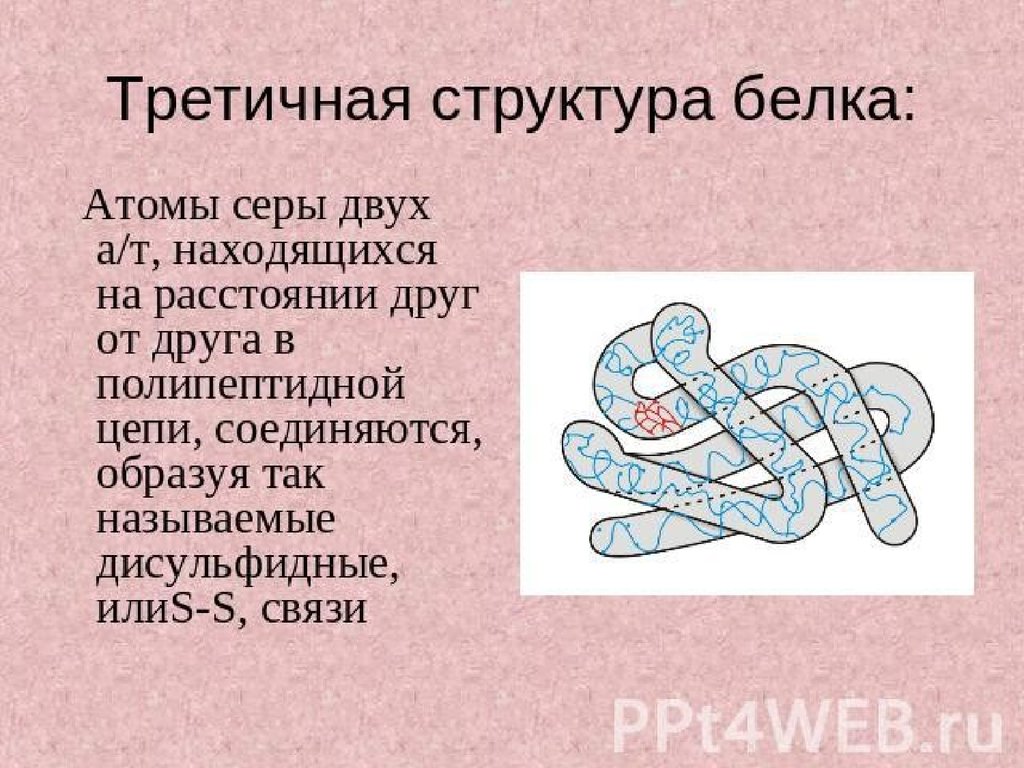 Презентация на тему белки и их структура