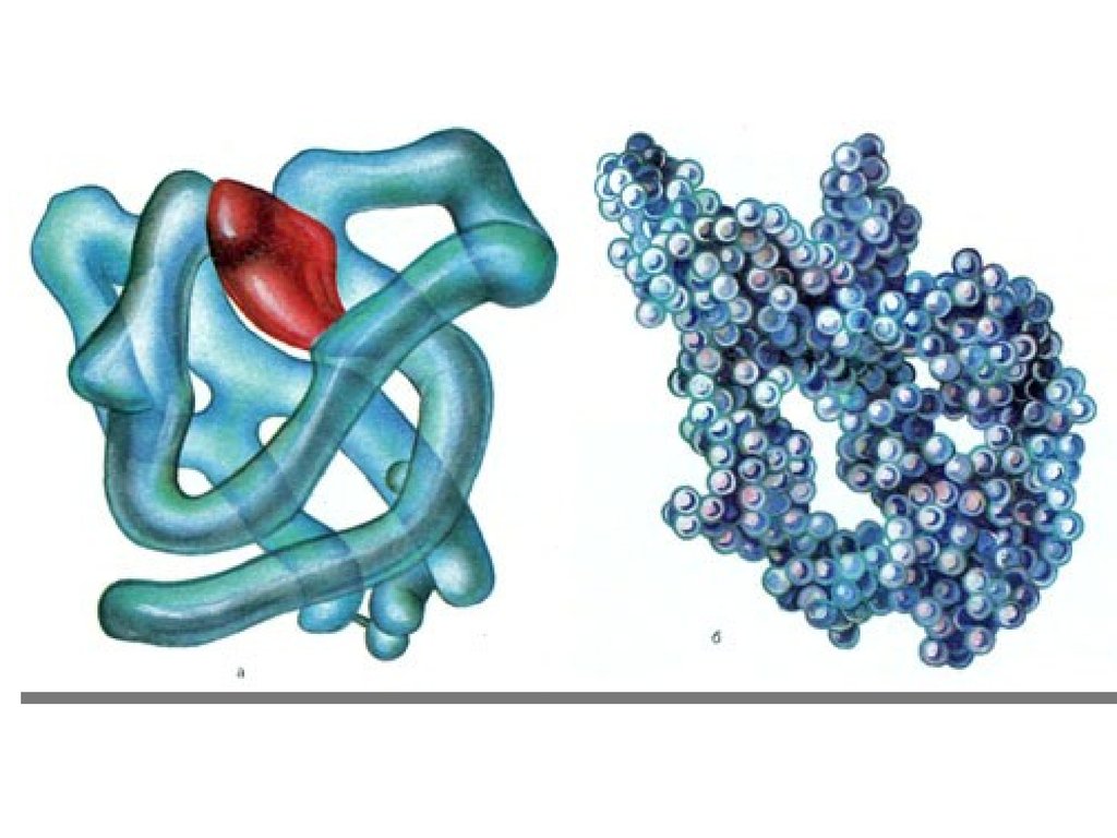 Вирус молекула белка