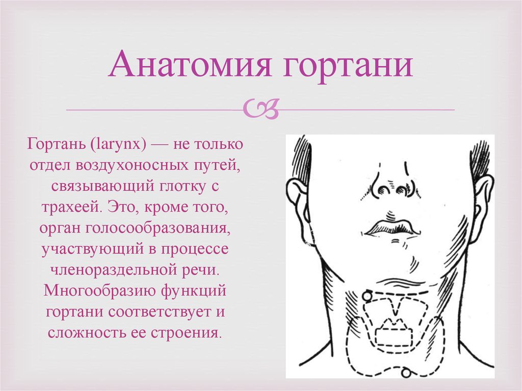 Анатомия гортани