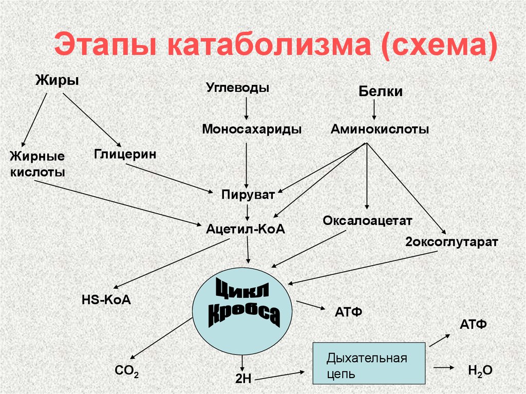 Общая схема катаболизма питательных веществ в организме