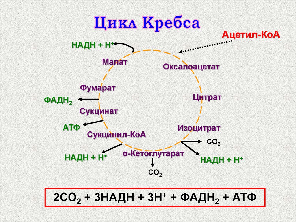 Синтез атф цикл кребса. Ацетил КОА цикл Кребса АТФ. Малат цикл Кребса. Сукцинат фумарат АТФ. Ацетил КОА И сукцинил КОА.