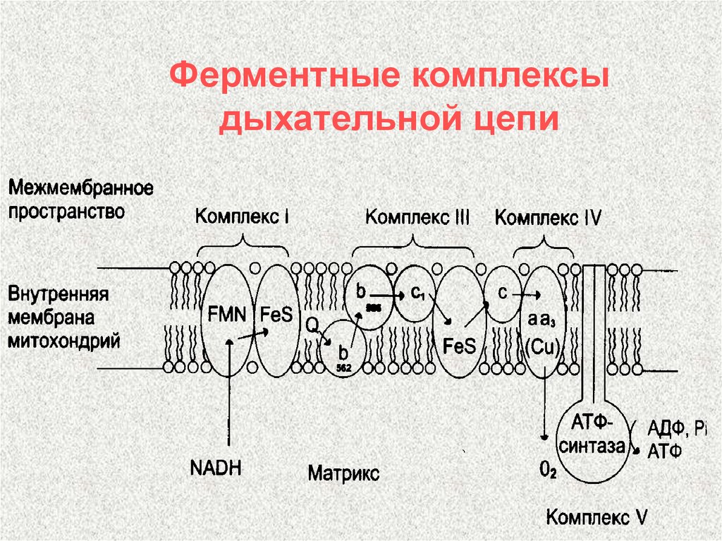 Комплексы цпэ