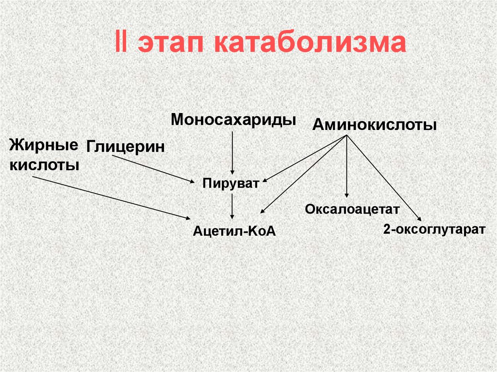 Этапы катаболизма. Три стадии катаболизма схема. Схема 2 этапа катаболизма. Катаболизм схема этапов. Фазы катаболизма.