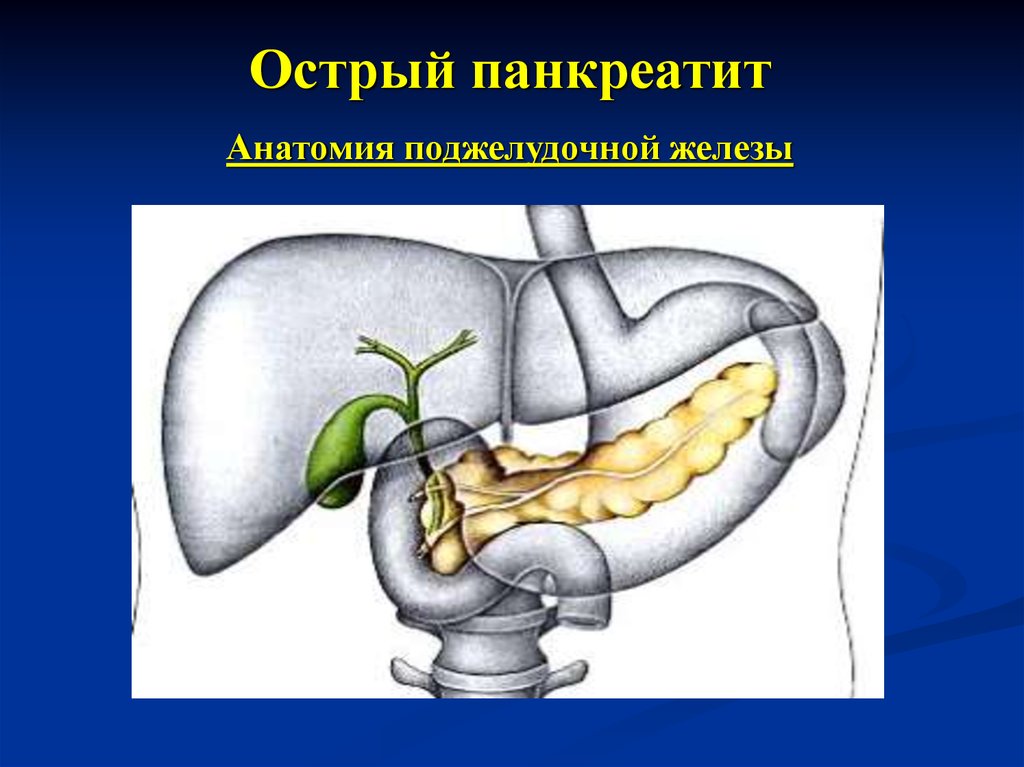 Поджелудочная железа анатомия