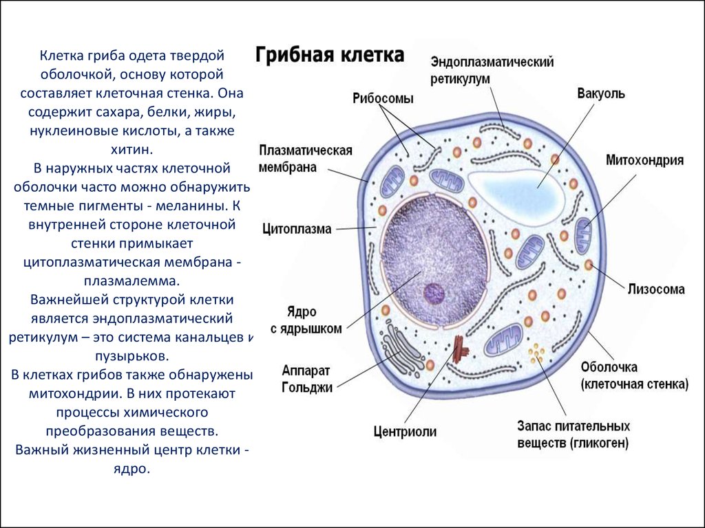 Строение грибов по количеству клеток схема