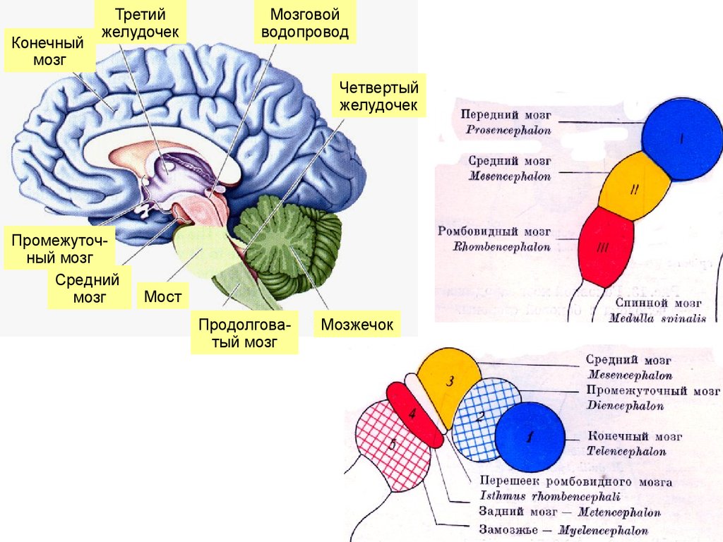 Средний мозг желудочек. Третий желудочек головного мозга анатомия строение. Отделы промежуточного мозга 3 желудочек. Нервная система средний промежуточный конечный мозг. Средний мозг 3 желудочек.