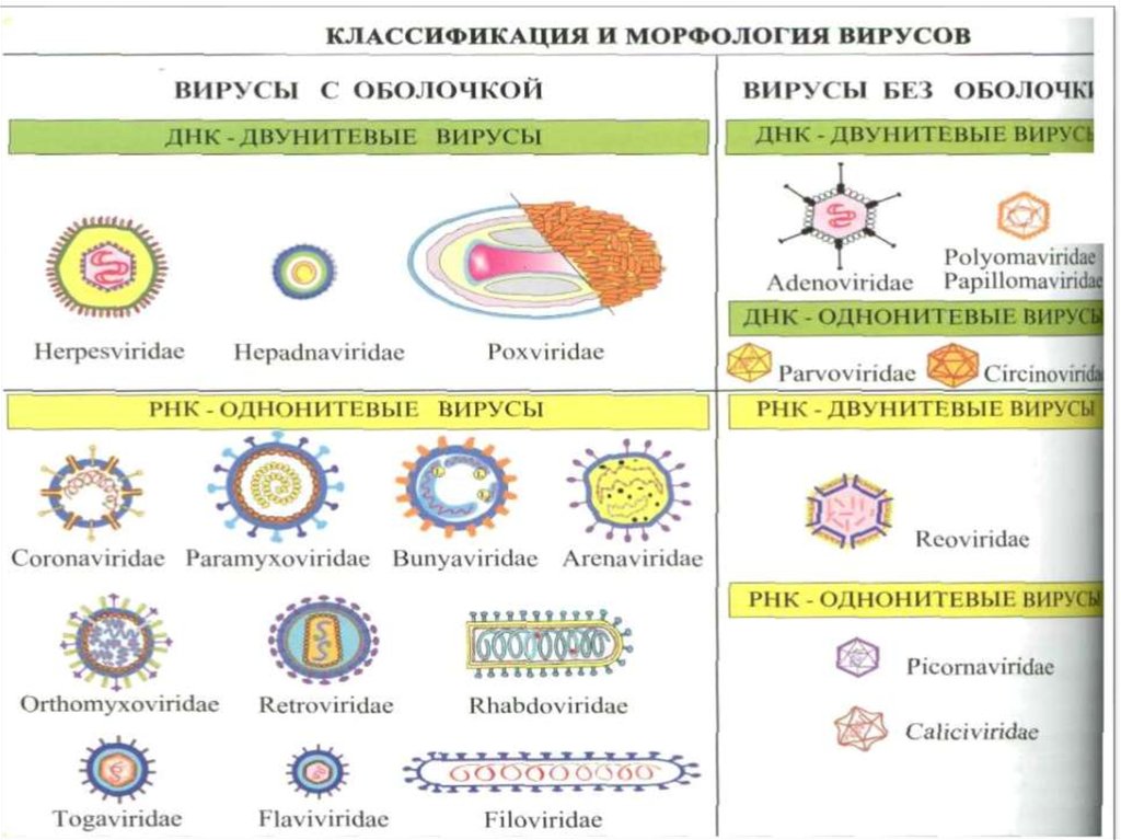 Оболочка днк. Классификация ретровирусов микробиология. Ретровирусы возбудители. Ретровирусы микробиология. Вирусы без оболочки.