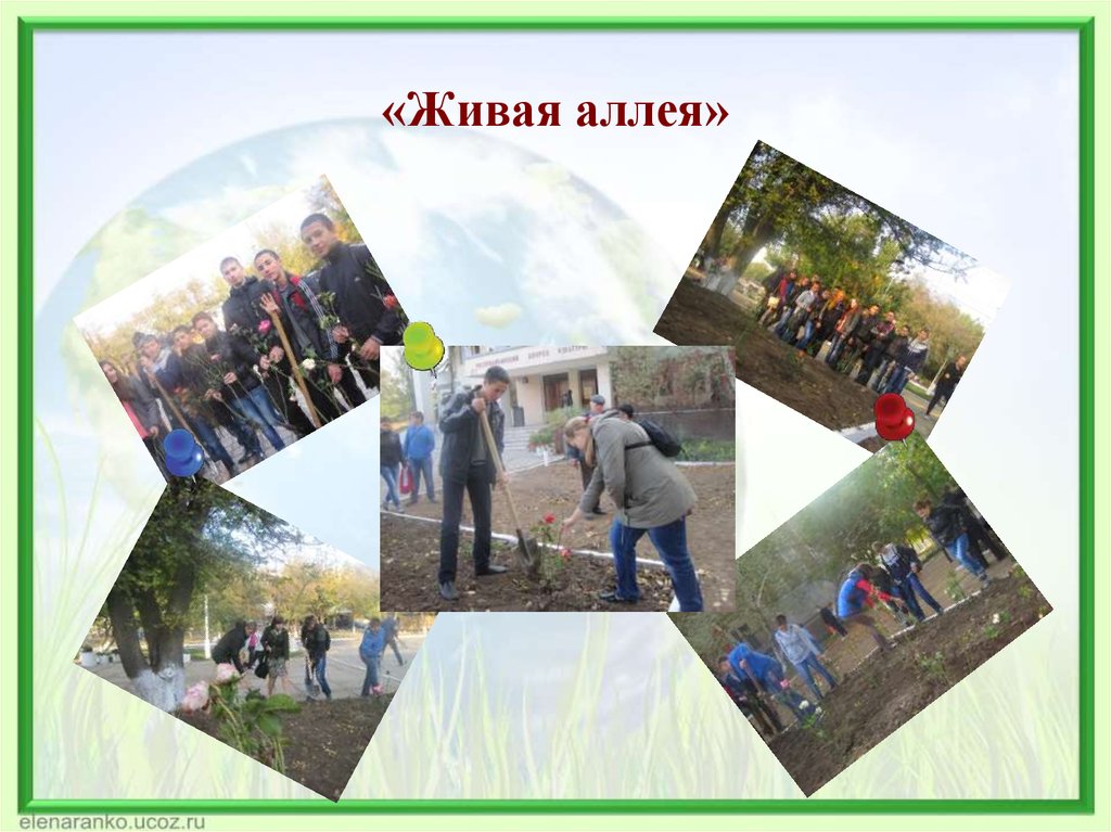 «Живая аллея»