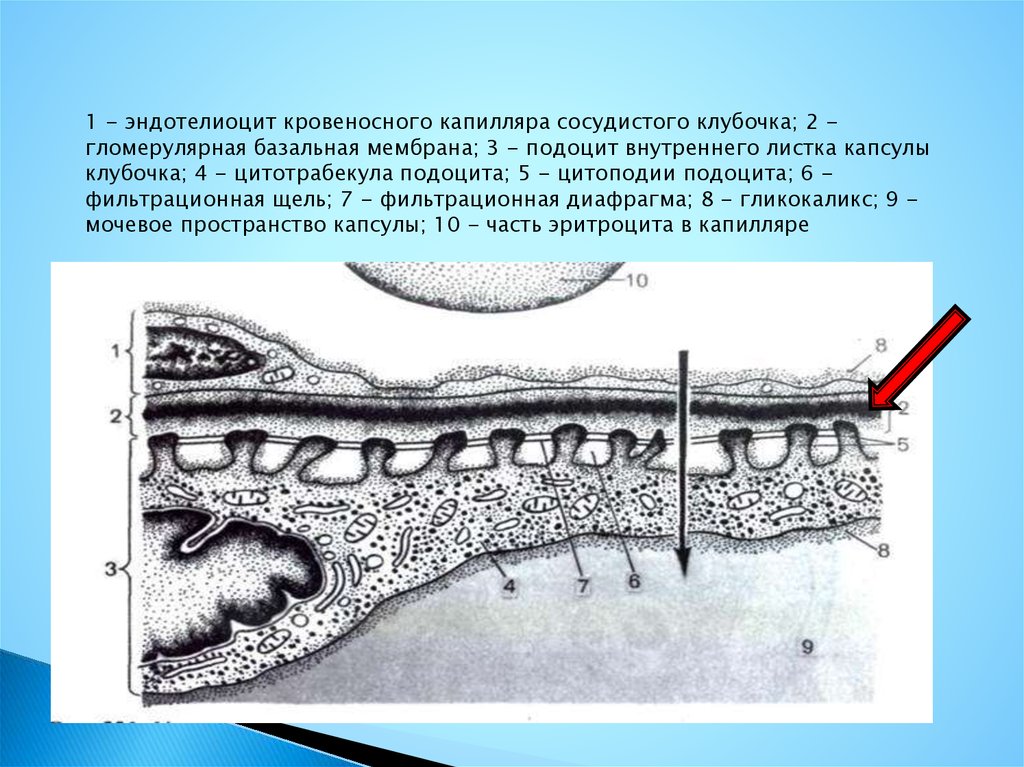 Фильтрационная мембрана почки схема