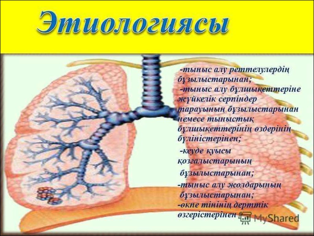 Тыныс алу жүйесі. АО тыныс щит против.