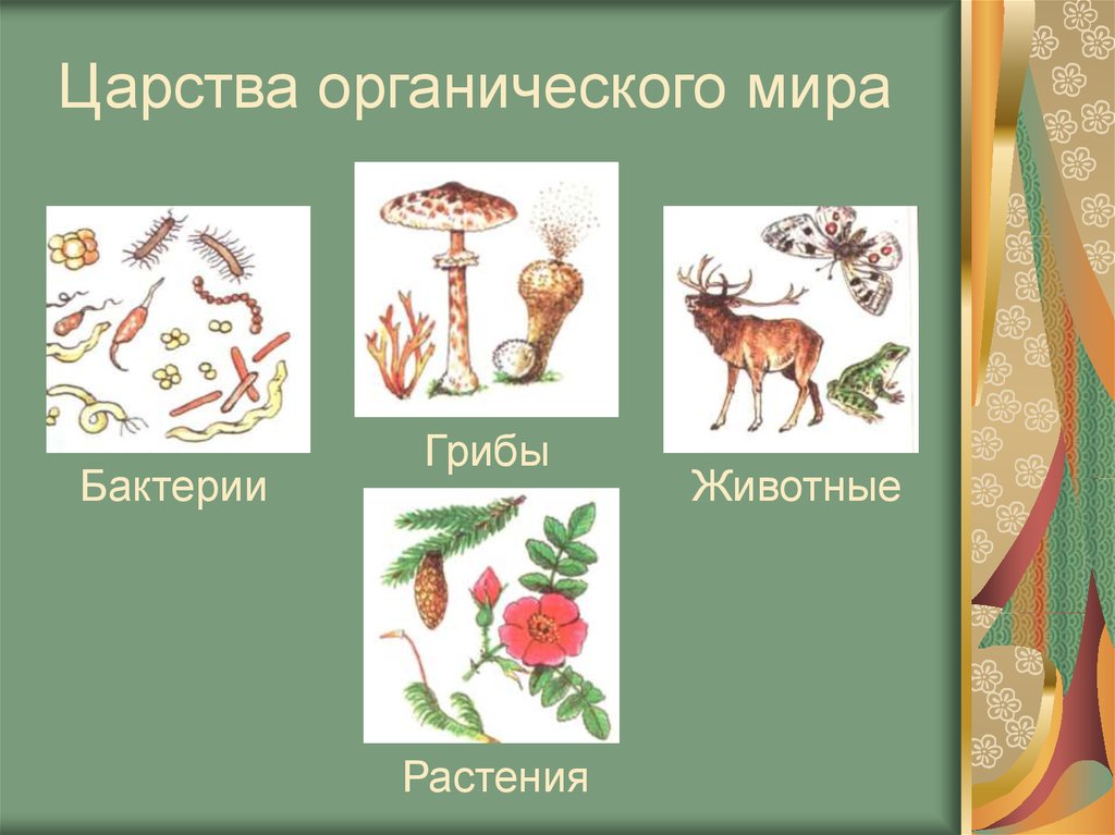 Рисунок царств природы. Царство животные растения. Царство растений животных грибов. Бактерии грибы животные.