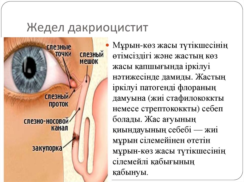 Где проходит слезный канал на лице фото