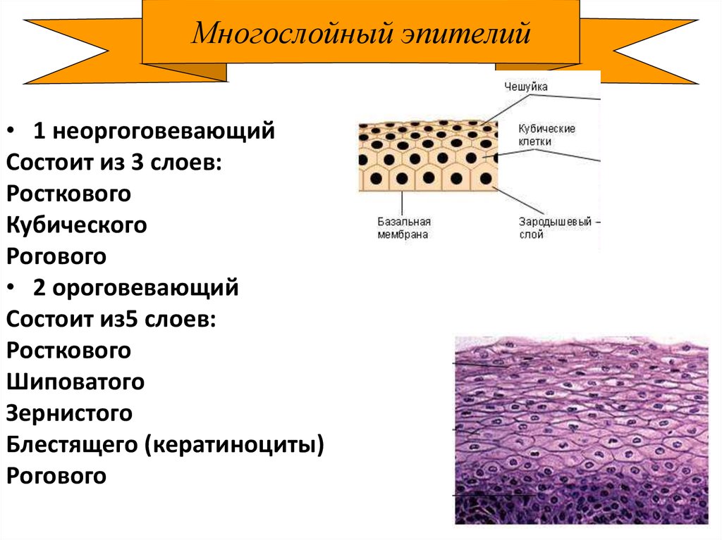 Состоит из одного слоя клеток