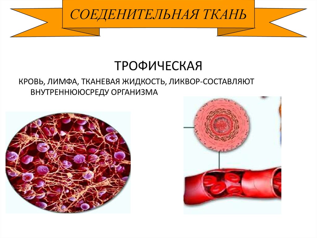 Опорная ткань. Классификация соединительной ткани опорно-трофическая. Опорно трофические ткани. Трофическая соединительная ткань. Опорно трофическая соединительная ткань.