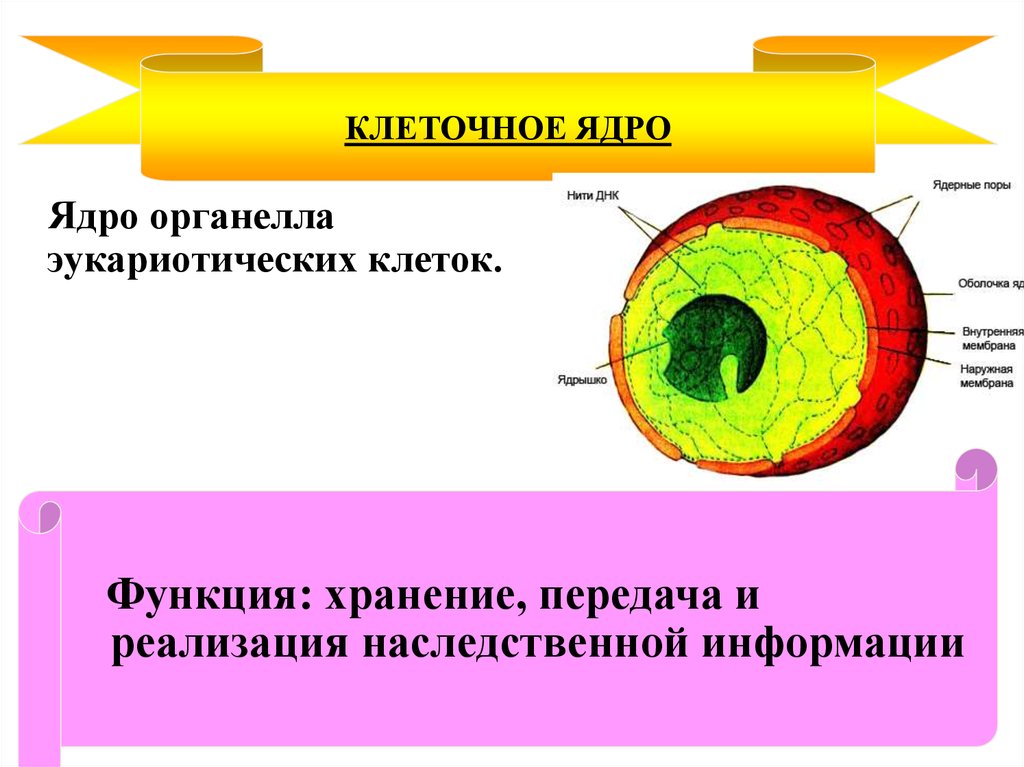 Дайте характеристику клеточному ядру. Функции ядрышка в эукариотической клетки. Органеллы клетки ядро. Функция ядра клеточной органеллы. Клеточный органоид ядро функции.